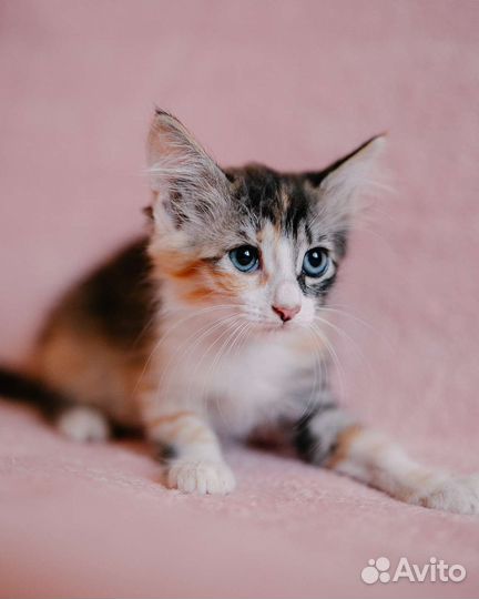 Трехцветная красотка котенок девочка