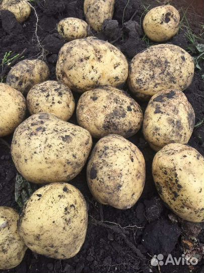 Картофель свежий деревенский
