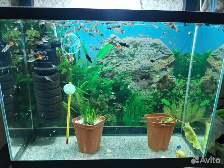 Барбусы, молинезия, гуппи