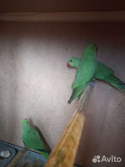 Ожереловый попугай