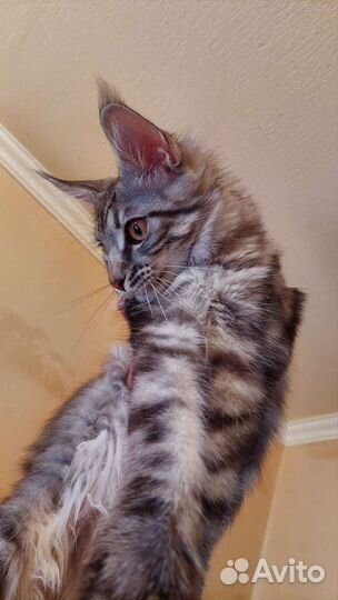 Котята породы мейн-кун