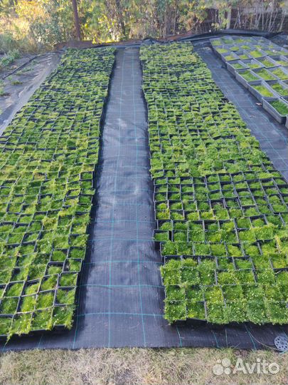 Ирландский мох мшанка