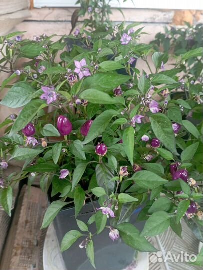 Комнатные растения, перец домашний