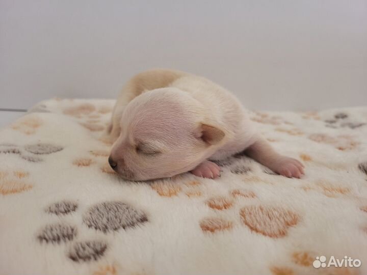 Чихуахуа мальчишки