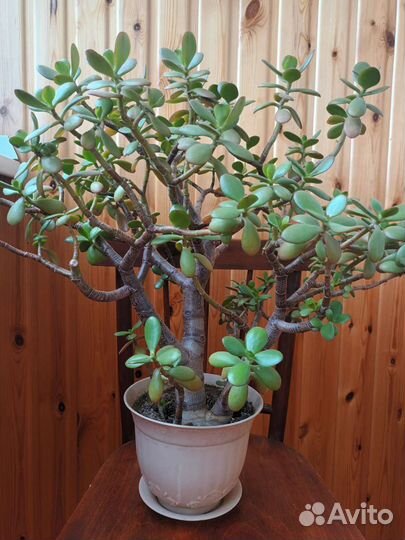 Крассула толстянка