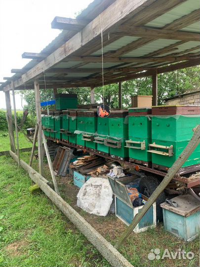 Пчелопакеты с уликами и без