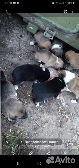 Щенки в добрые руки даром