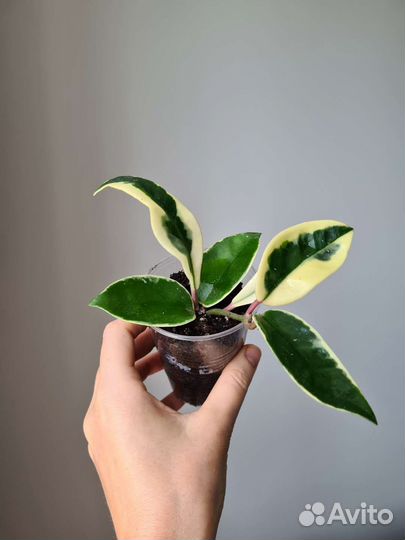 Хойя кримсон квин