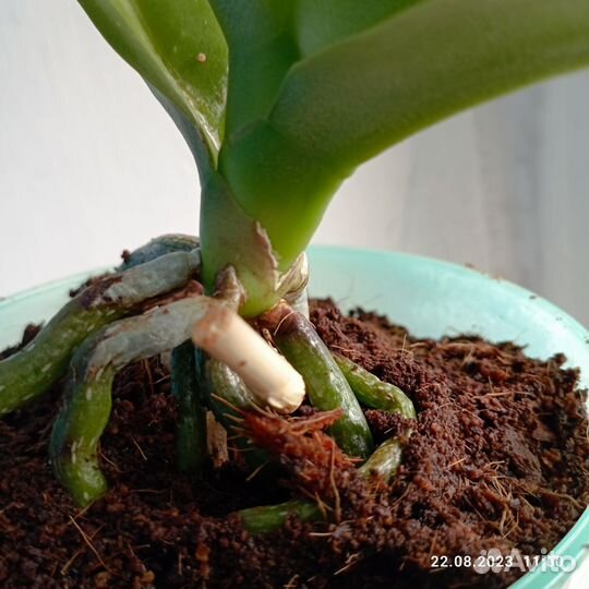 Орхидея фаленопсис