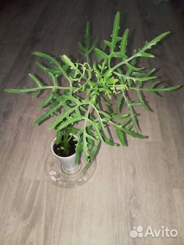 Домашние цветы