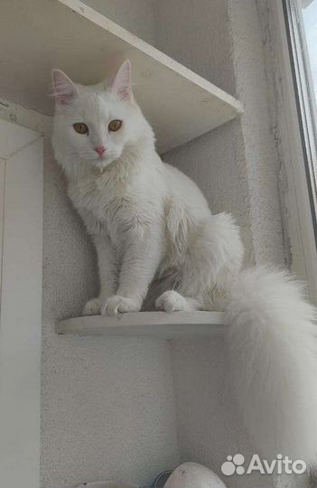 Кот, похожий на турецкую ангору