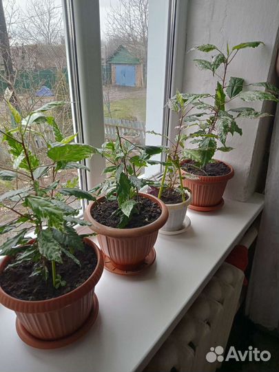 Комнатные цветы