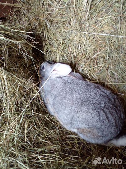 Кролики мясных пород