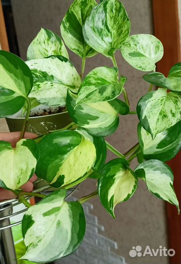 Сциндапсусы/эпипремнумы