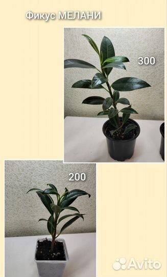 Комнатные цветы