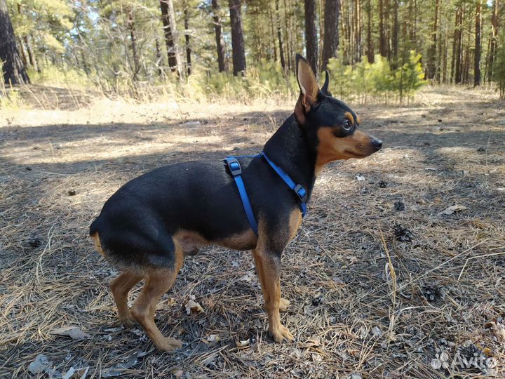 Вязка той-терьер