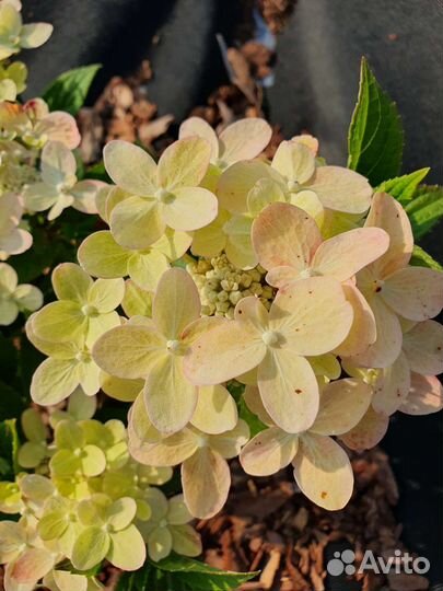 Гортензия метельчатая Полистар