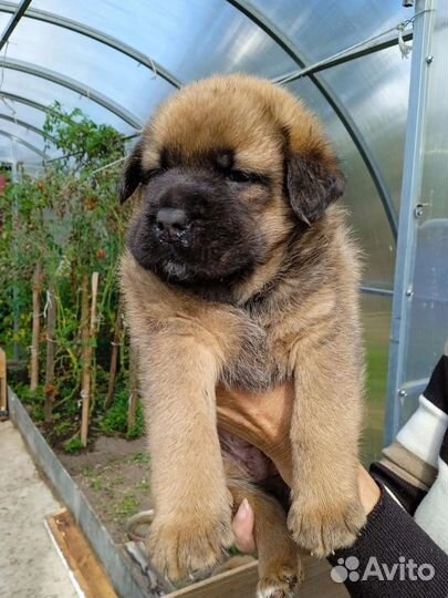 Собаки щенки бесплатно