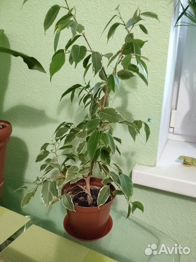 Продам фикус