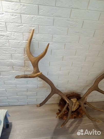 Рога оленя