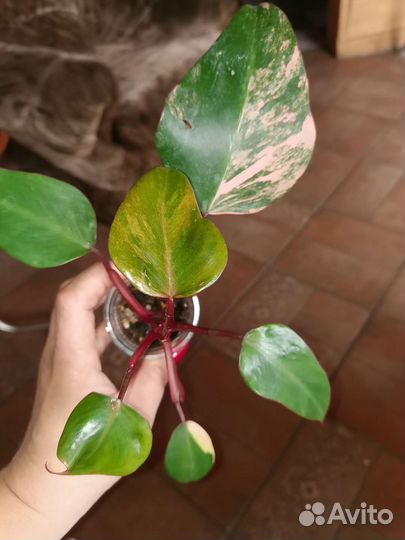 Филодендроны набором