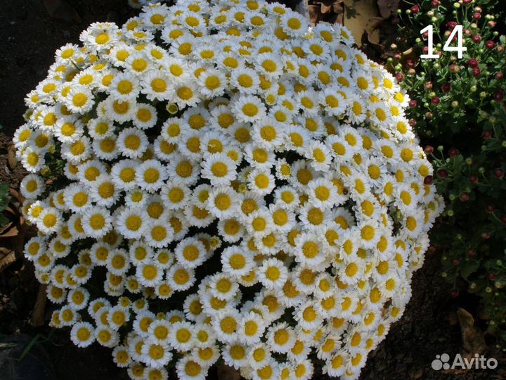 Хризантема мультифлора