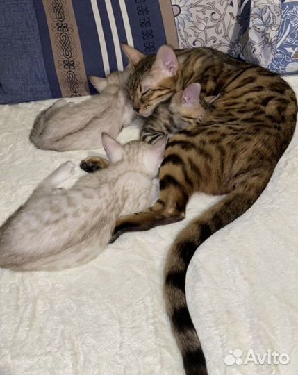 Бенгальская кошка