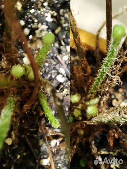 Комнатное растение Папоротник Нефролепис