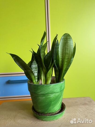 Сансевиерия