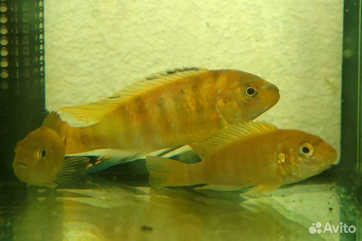 Продам малька рыбок