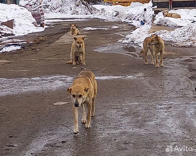Шесть молодых рыжих собак