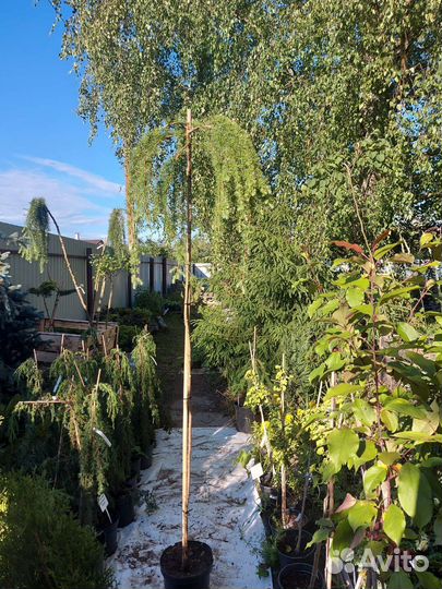 Лиственница Pendula штамб 150- 160см