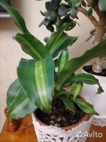 Драцена и др