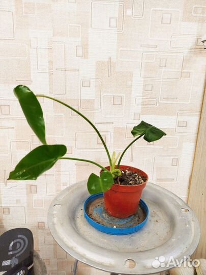 Комнатные растения цветы