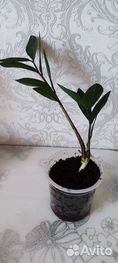Замиокулькас (долларовое дерево) и денежное дерево