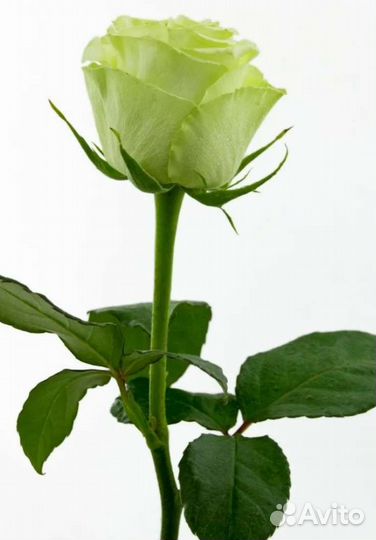 Саженцы роз Васаби принимаю заказы на осень 2023г