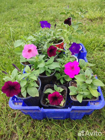 Рассада петуньи Тайдал ампельные