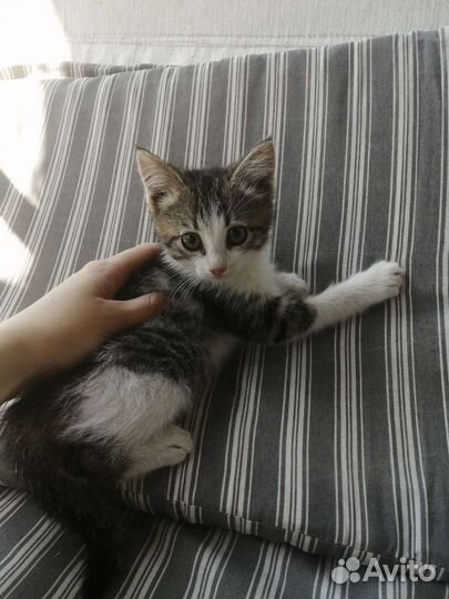 Котенок (девочка) 2 месяца
