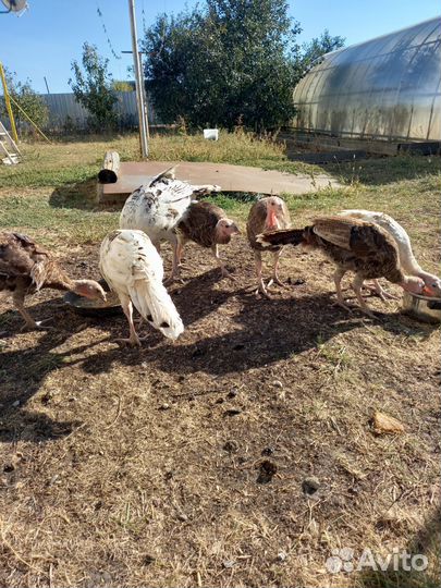 Индюшата подрощенные