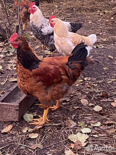Молодые петухи