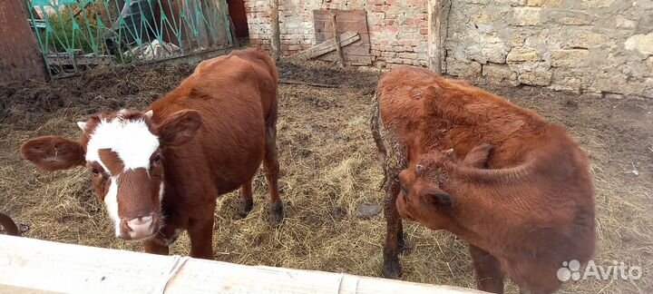 Телята тёлочки