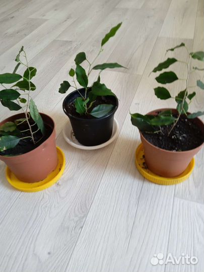 Отводки фикуса Бенджамина