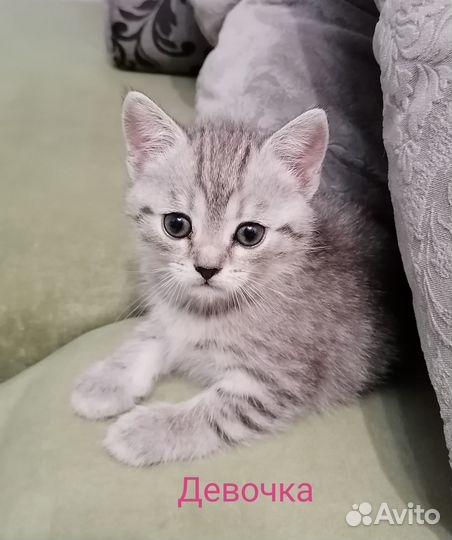 Котята от шотландской кошки, новогодний подарок