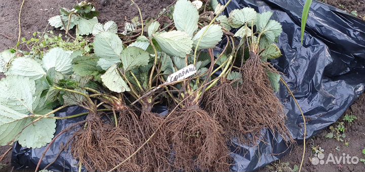 Рассада клубники Сопрано, Альба и др