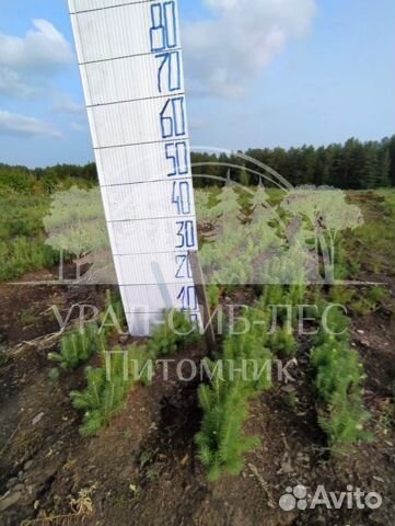 Зкс Сосна сеянцы Ели Лиственницы окс Голуб Горная