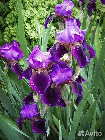 Ирис сортовой