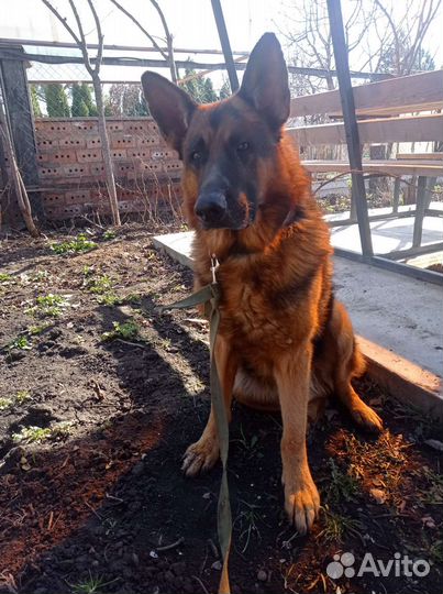 Немецкая овчарка