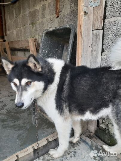 Сибирский хаски