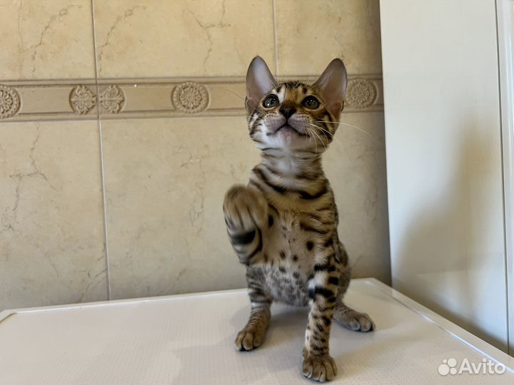 Бенгальский котенок девочка