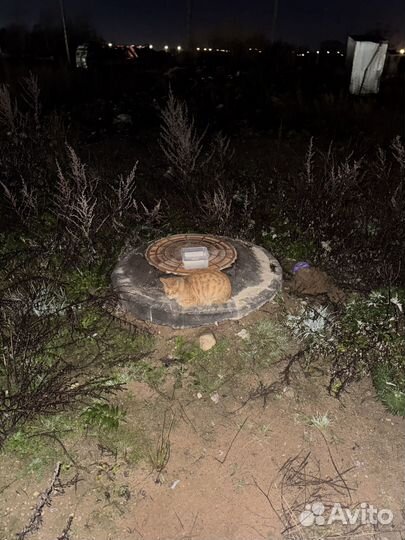 Помогите коту